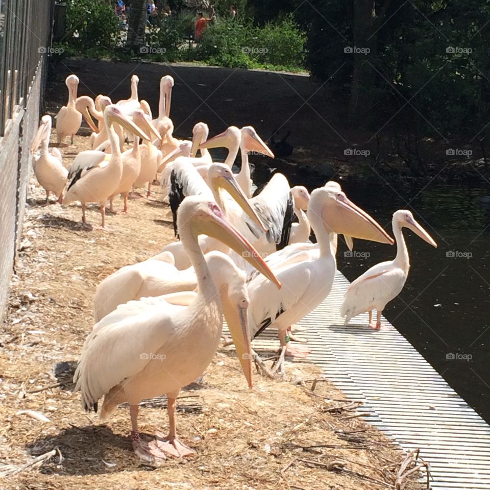 Pelicans