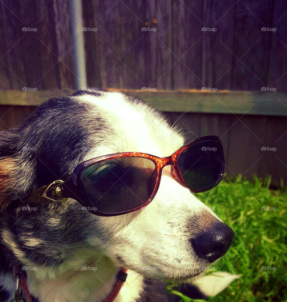 Rosie the cool dog in her sunnies