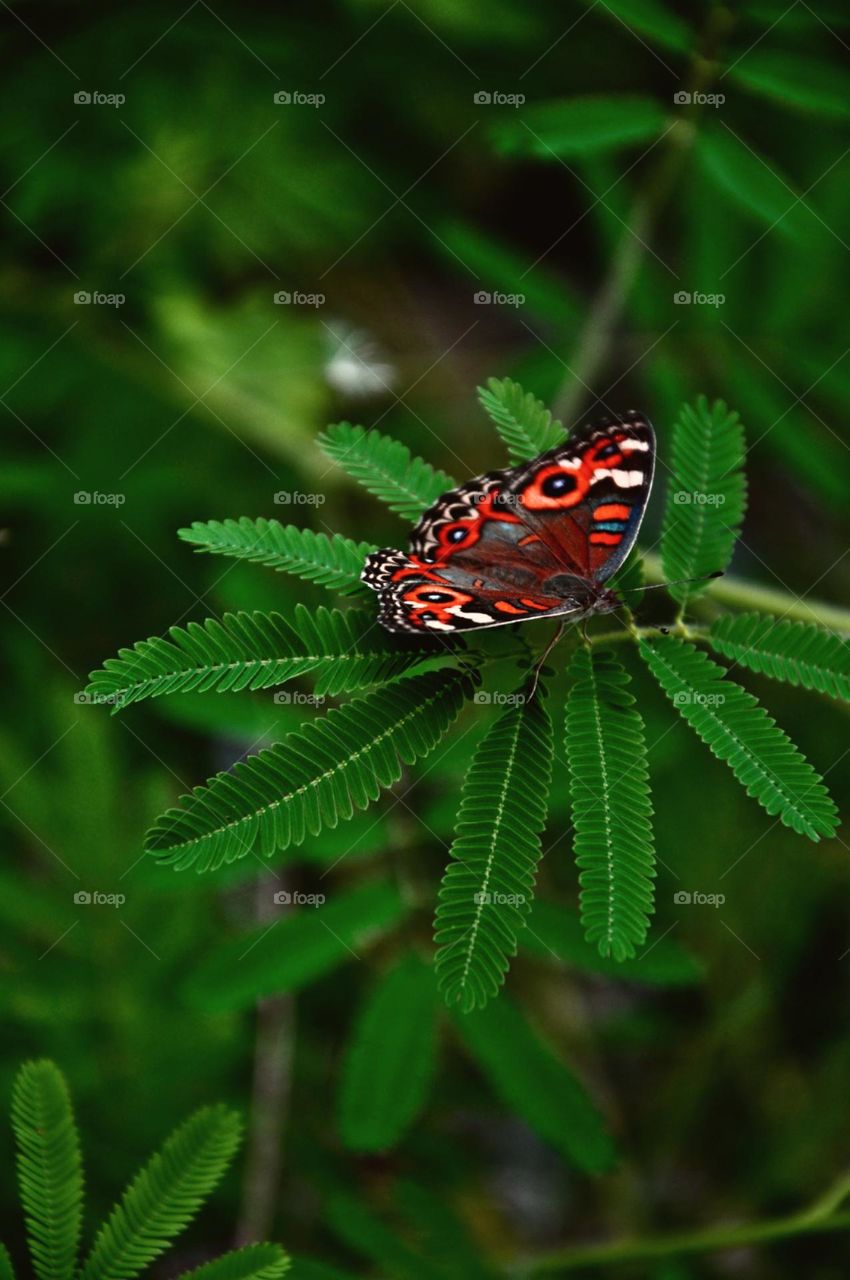 Hi, I am better fly 🦋 (butterfly😊)