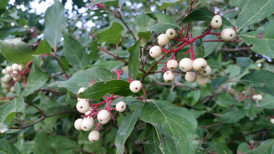 Close-up of berry fruit