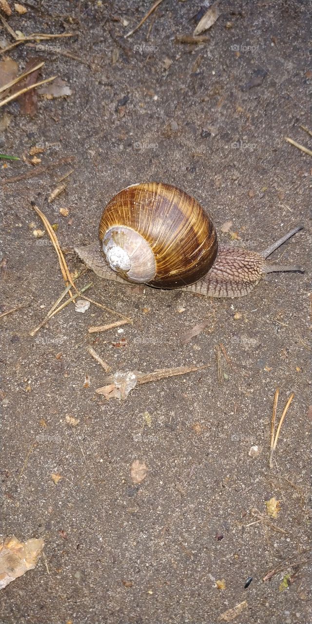 Snail