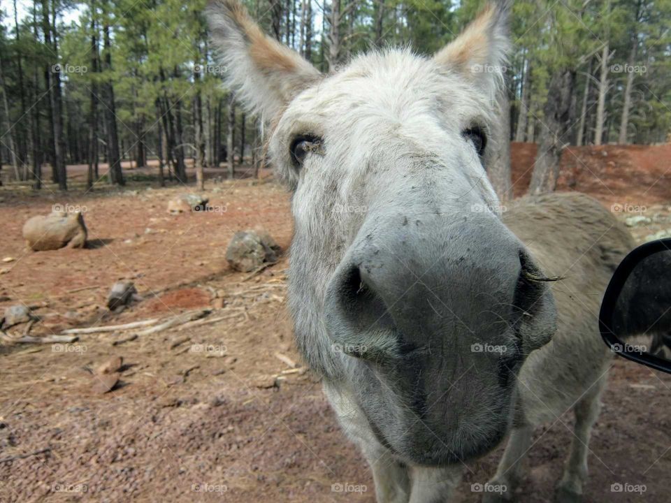 Nosy donkey