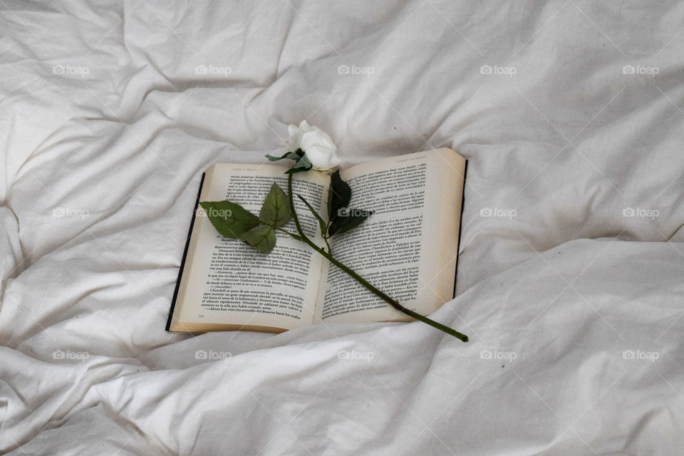 The romantic moment ( one rose one book)