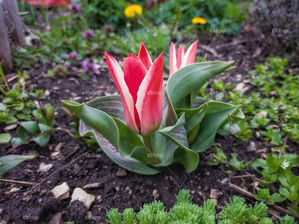 Greig's tulip - a type of flowering plant. Nature.