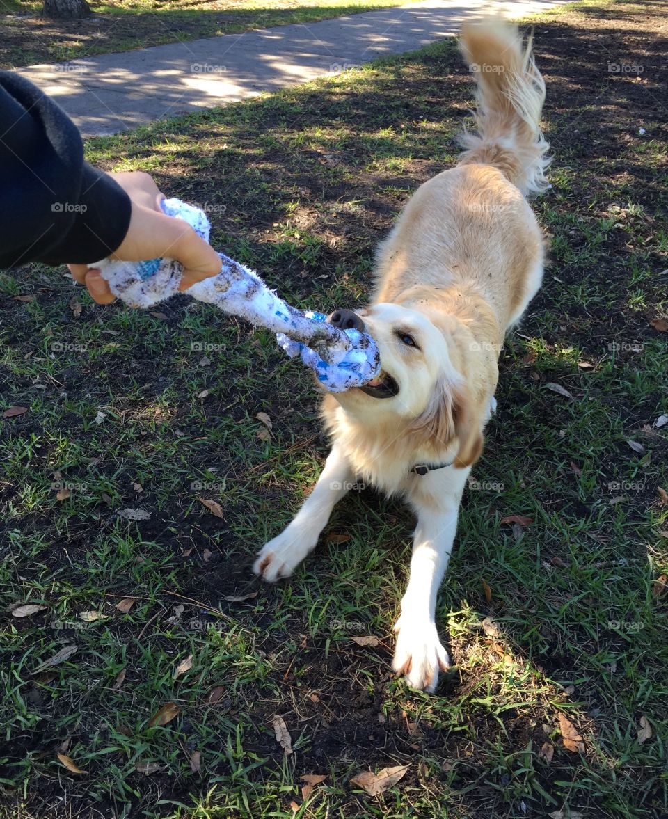 golden retriever wants to play tug