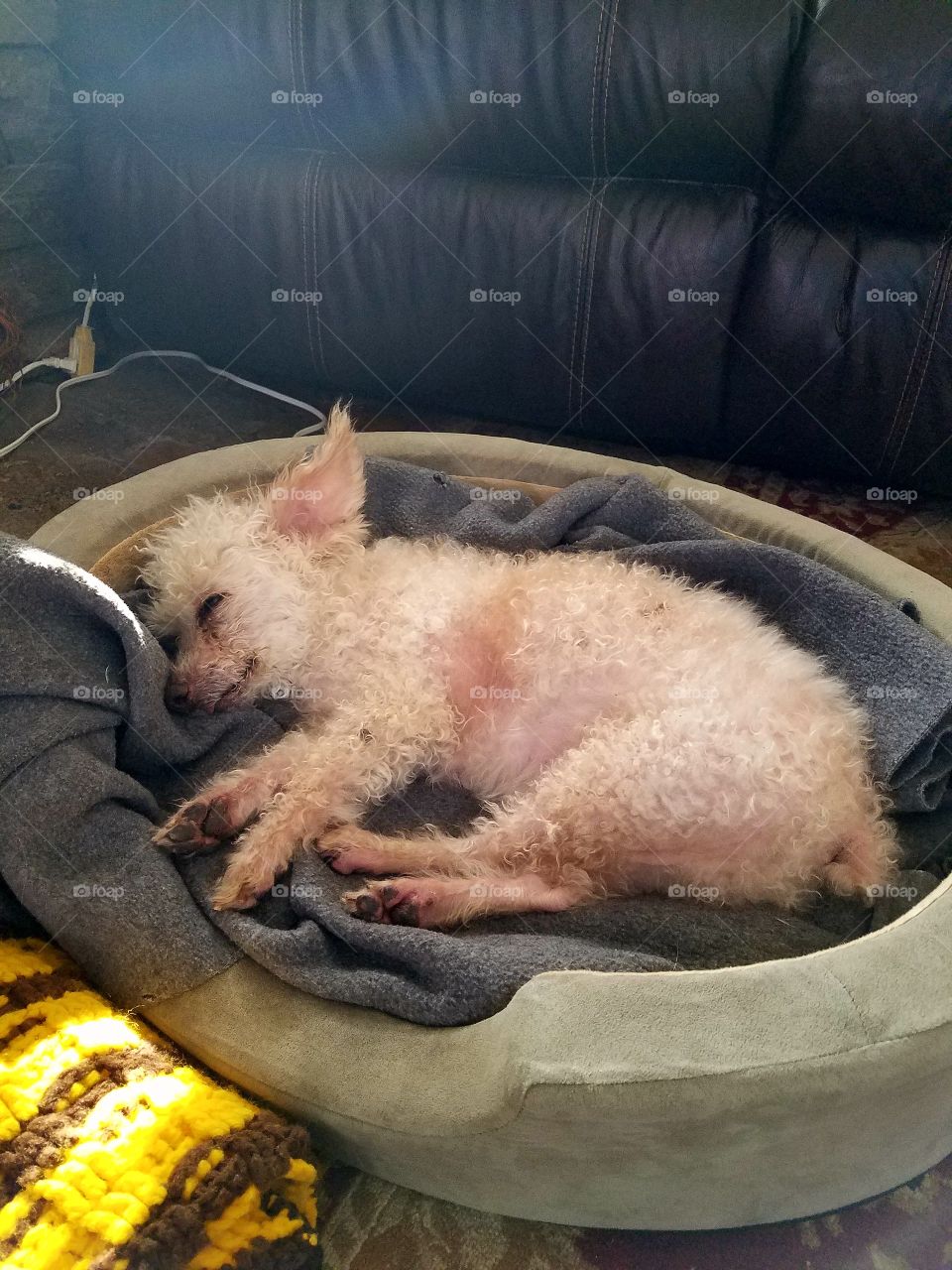 Poodle sleeping in heated bed.