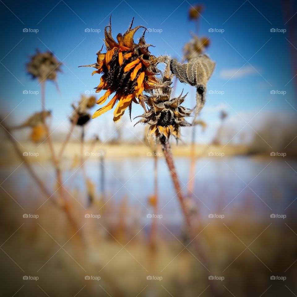 Dead Sunflower