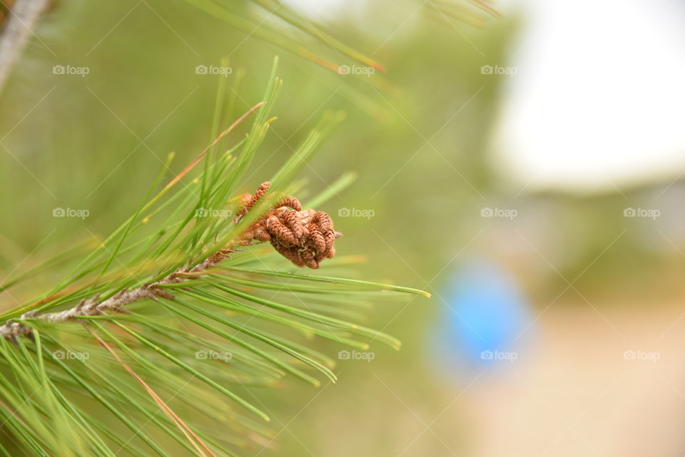 Close-up of pine tree branch