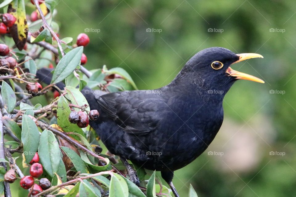 Blackbird