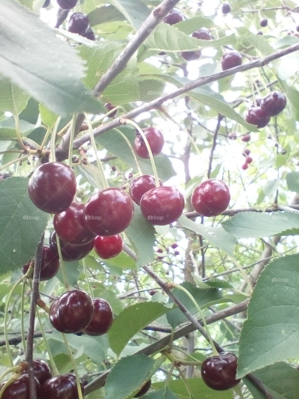 tree, cherry, leaves, ripe cherry, summer, green leaves, cherry on a branch,