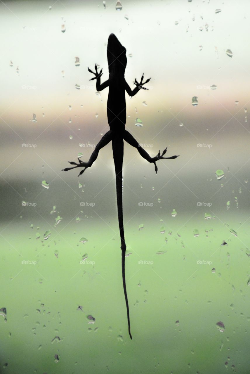 Anole on a window 