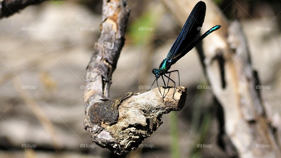 Caballito del Diablo