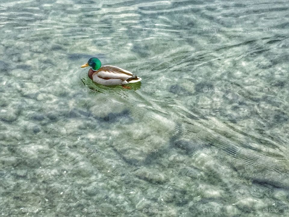 Swimming alone 