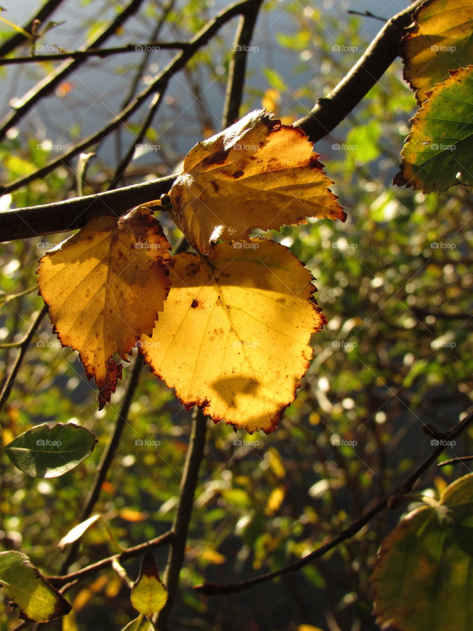 Fall foliage