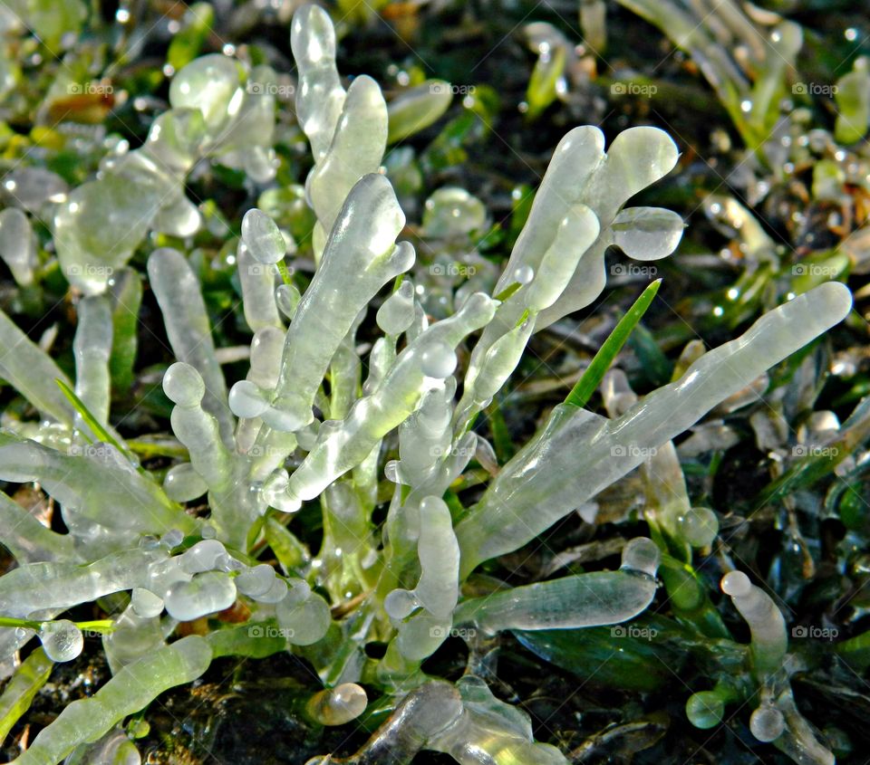 Signs of winter- in capsuled grass  - Ice storms have the bizarre effect of entombing everything in the landscape with a glaze of ice so heavy that it can split trees in half and turn roads and pavements into lethal sheets of smooth, thick ice