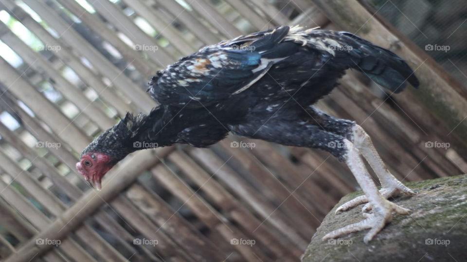 Chicks are growing up