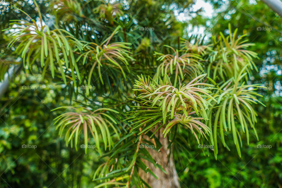 Larches are deciduous conifers in the genus Larix, of the family Pinaceae, subfamily Laricoideae