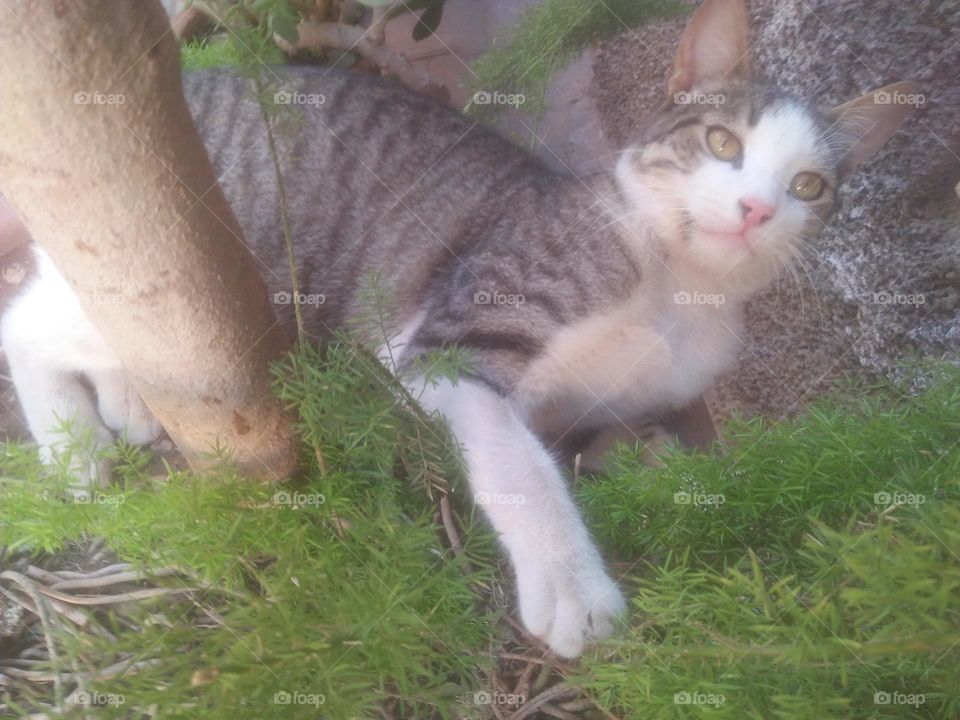 Beautiful cat looking at camera.