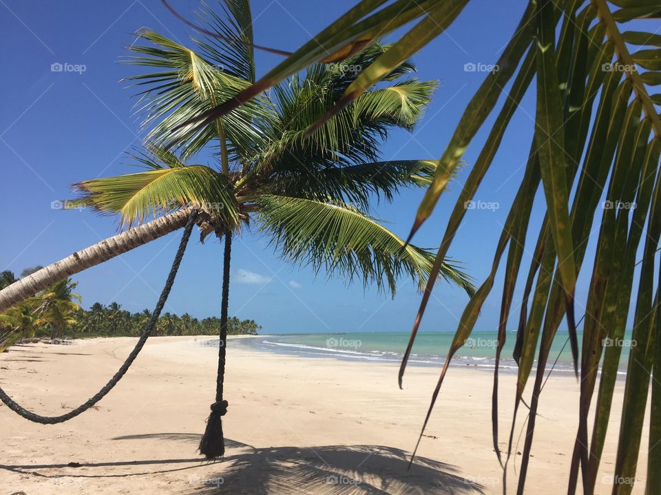 Paradise, Sky and Coconut at Ipioca Beach in Maceió, Alagoas, Brazil