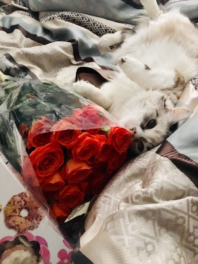 Cat and Roses