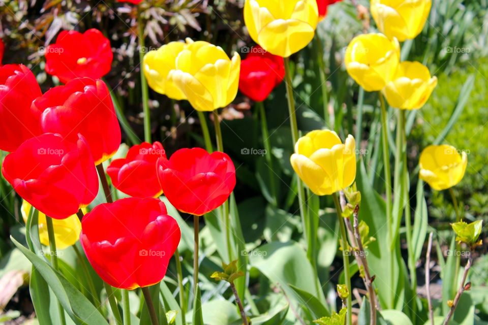 Spring Flowers - red and yellow