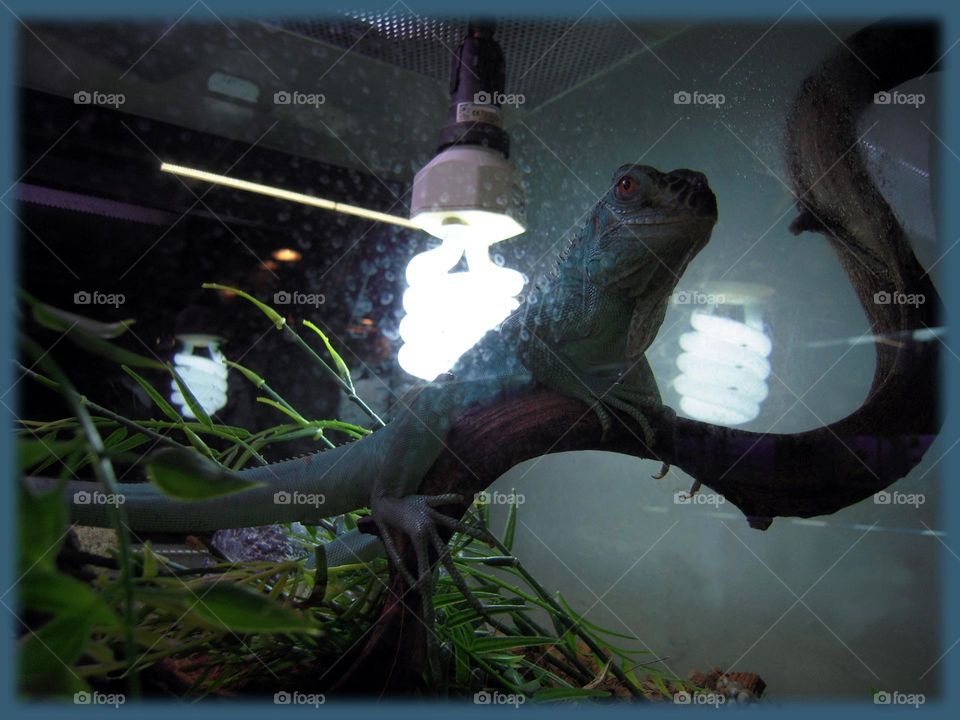 Post Halloween - blue lizard visible morphology and bubble foreground