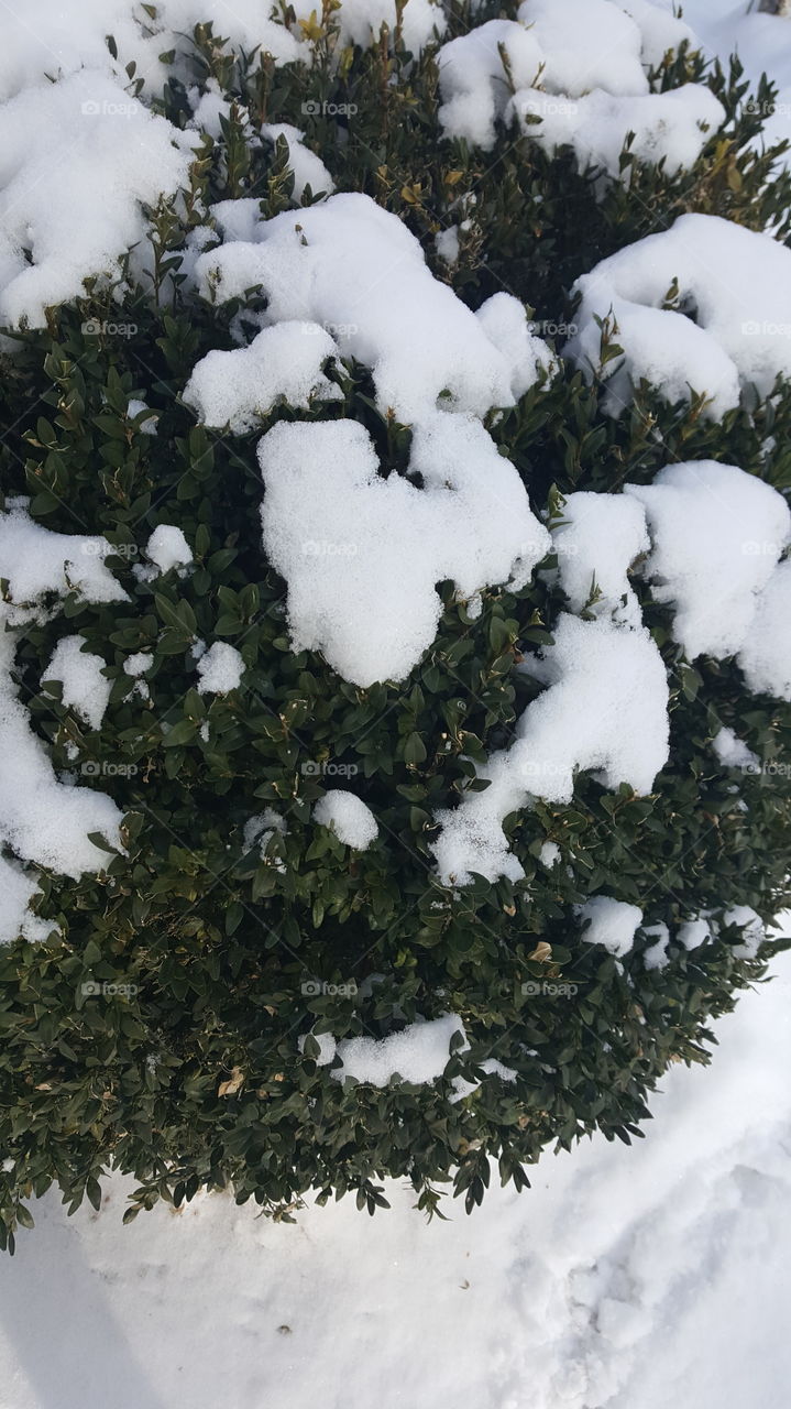 Snow on small plant in winter