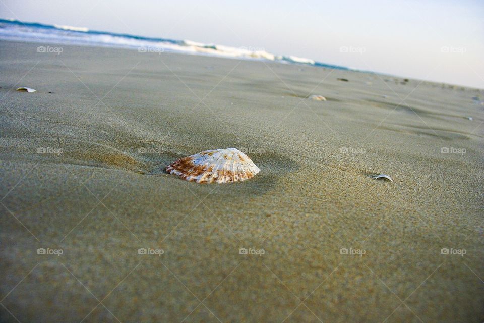 Glorious mother nature. How beautiful is this shell formed deep in the ocean to be washed out for us to admire