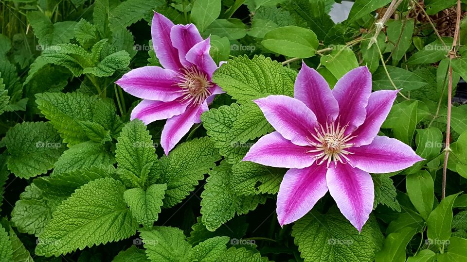 flowers with mint leaves