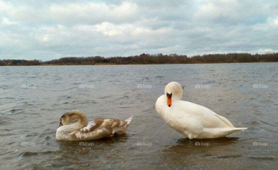 Swan, Lake, Bird, Water, Duck