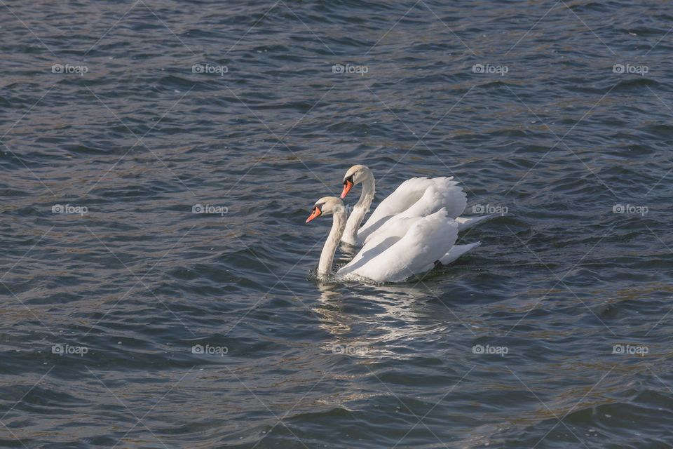 Pair Of Swans