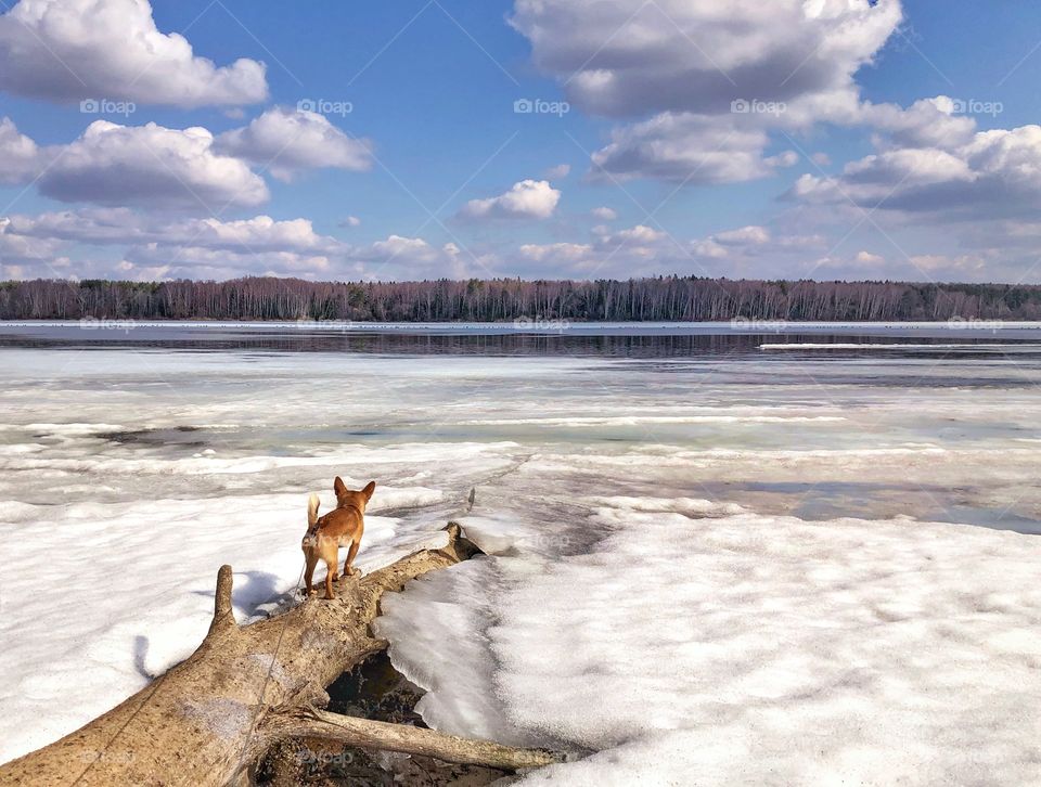 Dog on a frozen lake