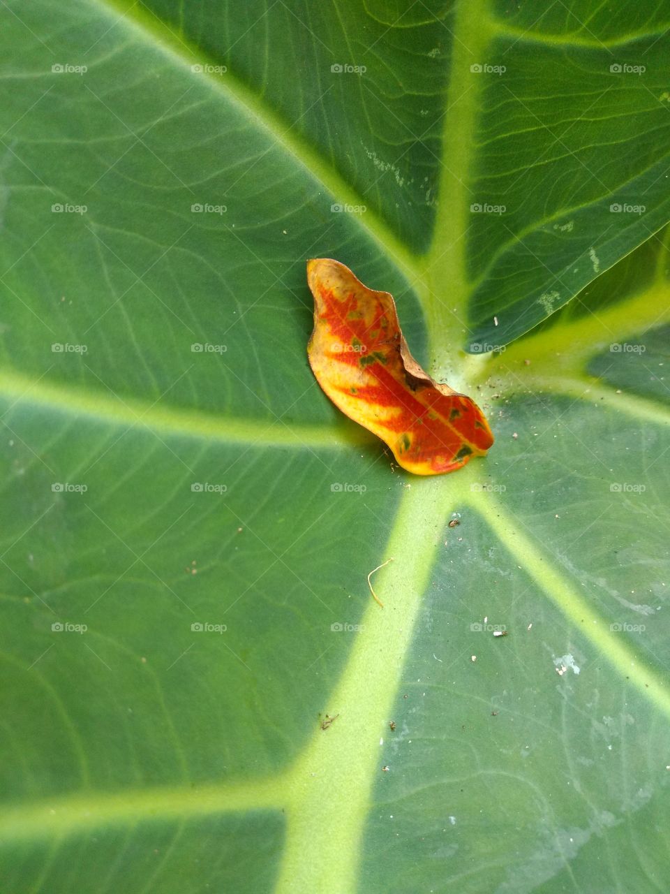 bem vindo foap natureza