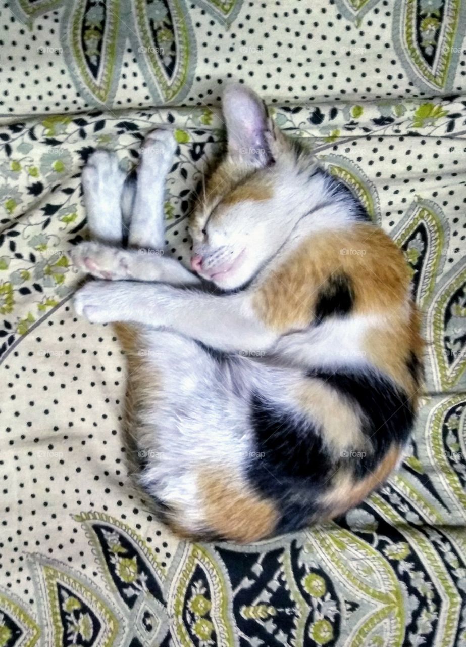 my lil sweet kitty is sleeping....