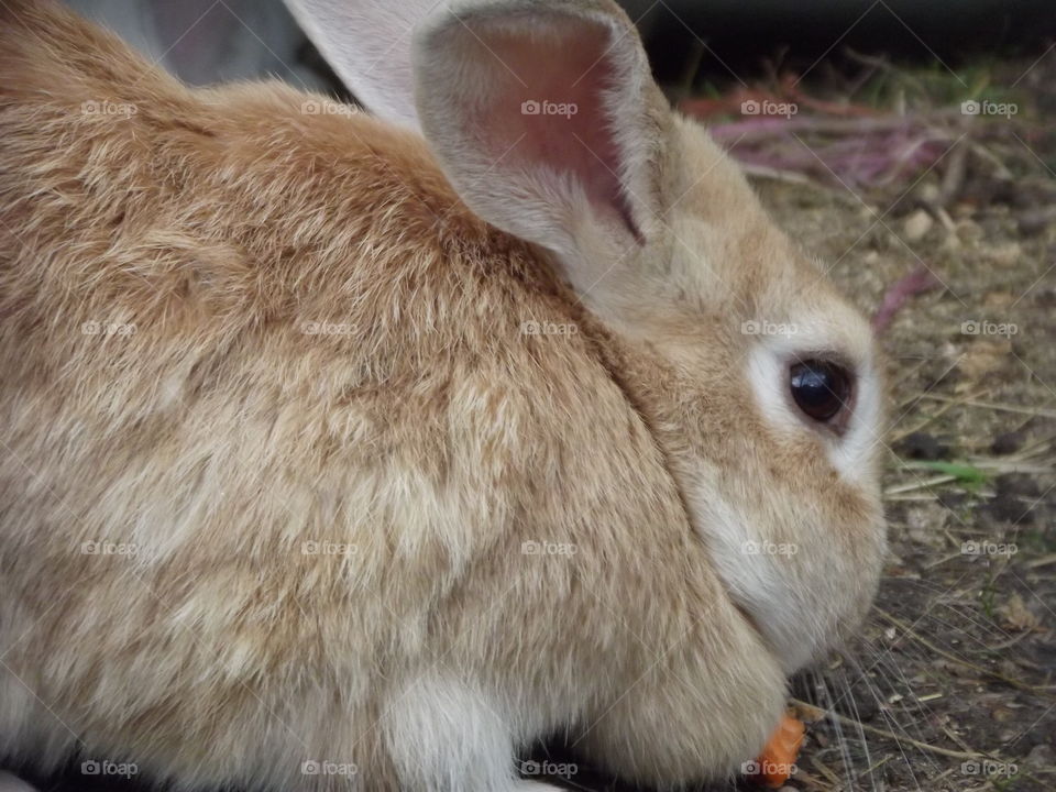 Cute Rabbit