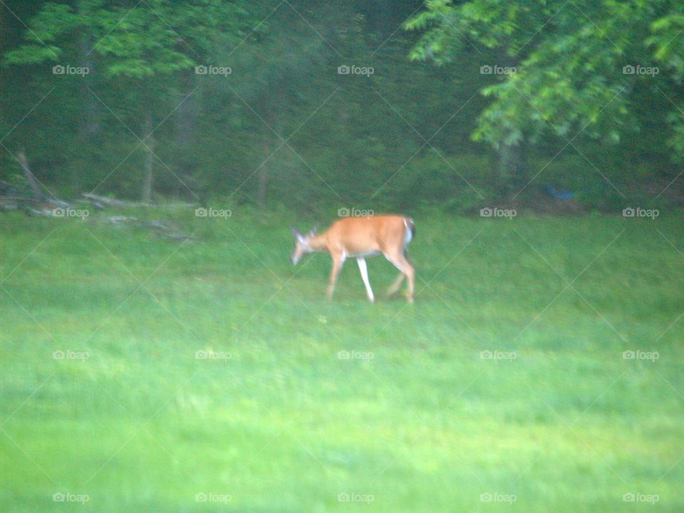 Mammal, Deer, No Person, Grass, Nature