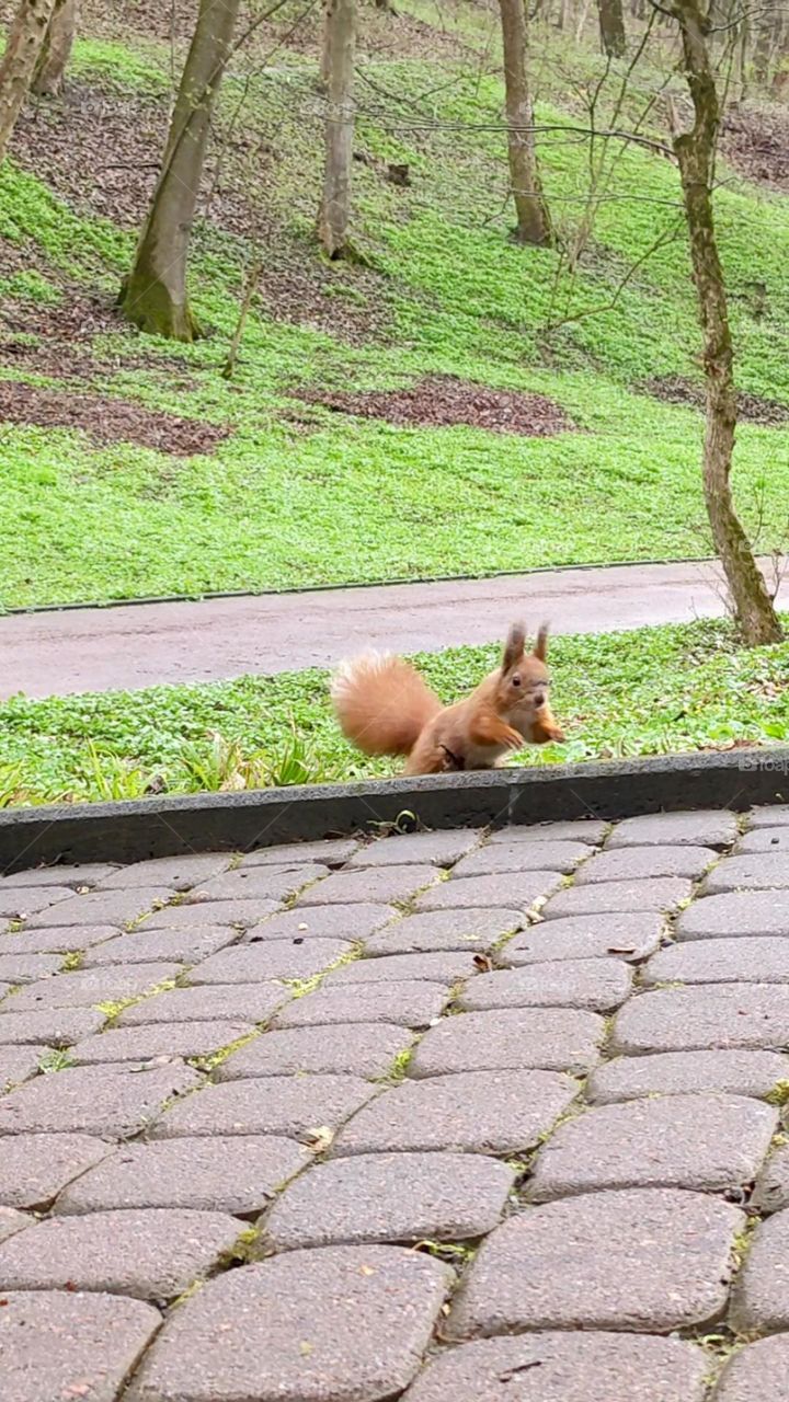 Squirrel say hello