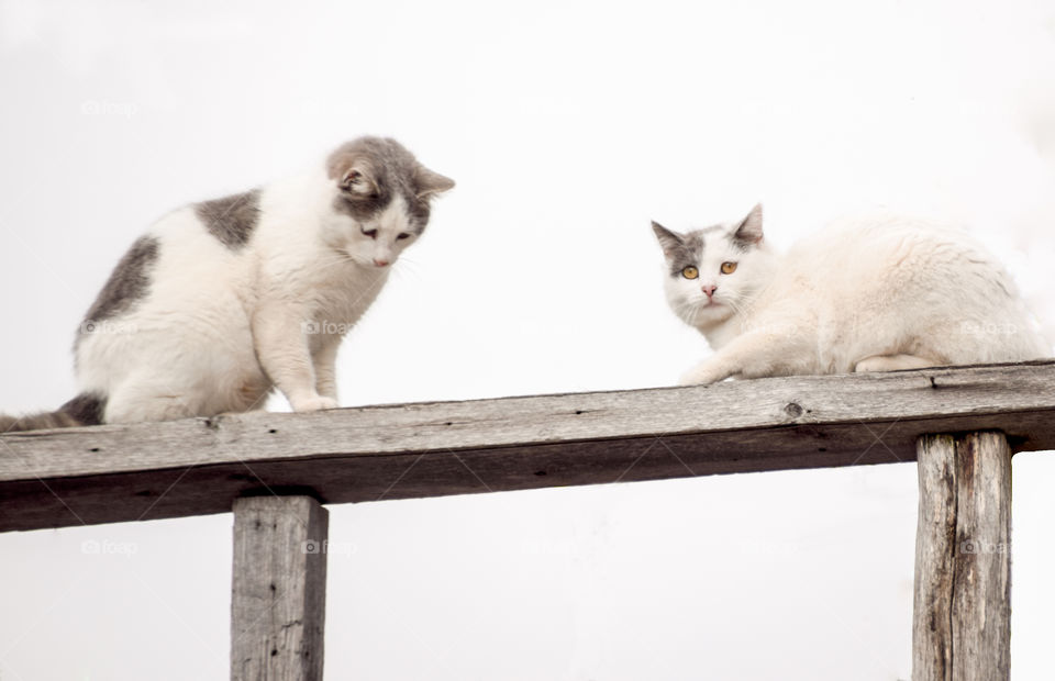 Cat, Animal, Pet, Portrait, Cute