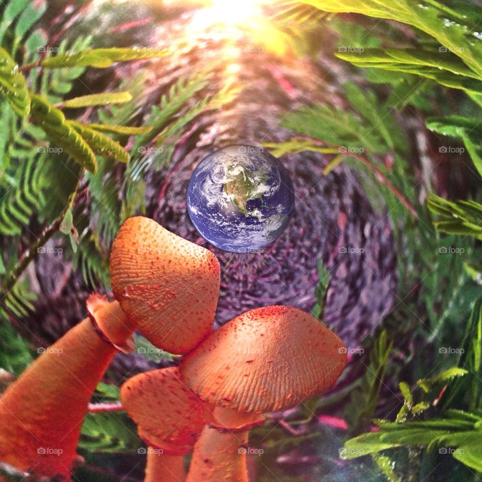 The earth and mushrooms 