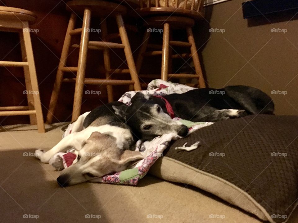 Greyhound and beagle napping together 