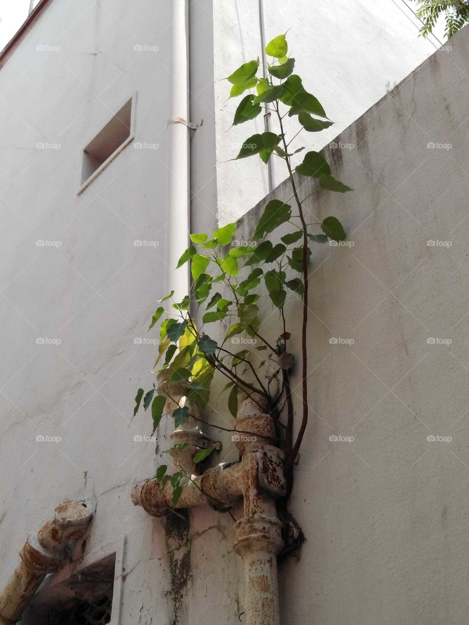 peepal tree growing on the wall