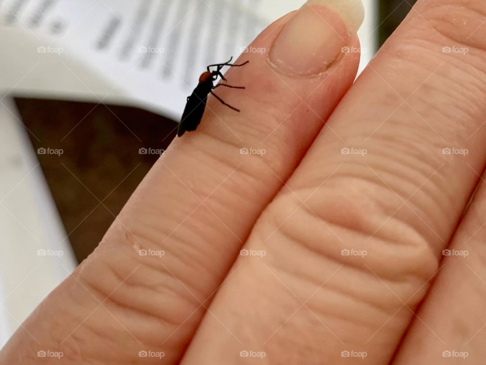 Lovebug Alone Walking Around Hand Curious To Find Out What’s Ahead. 