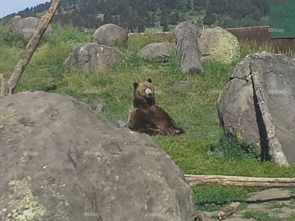 Grizzly chillin