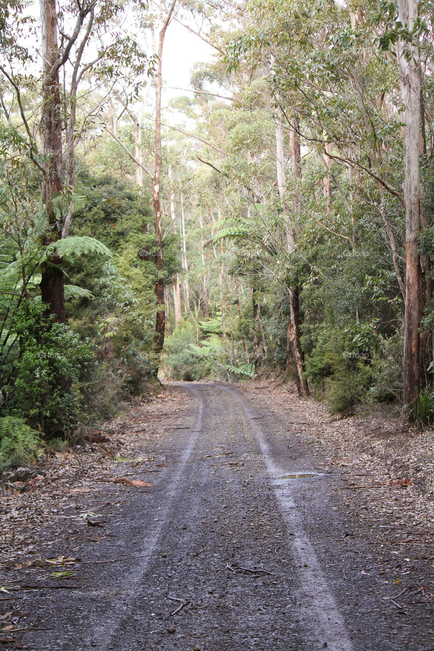 Forrest Track