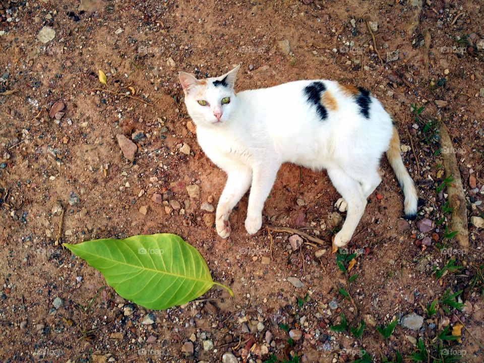 cat & leaf