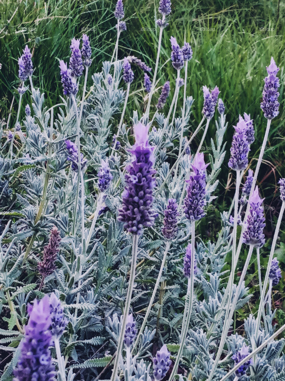 Lavender in my garden