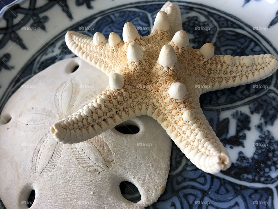 Close up starfish and sand dollar 