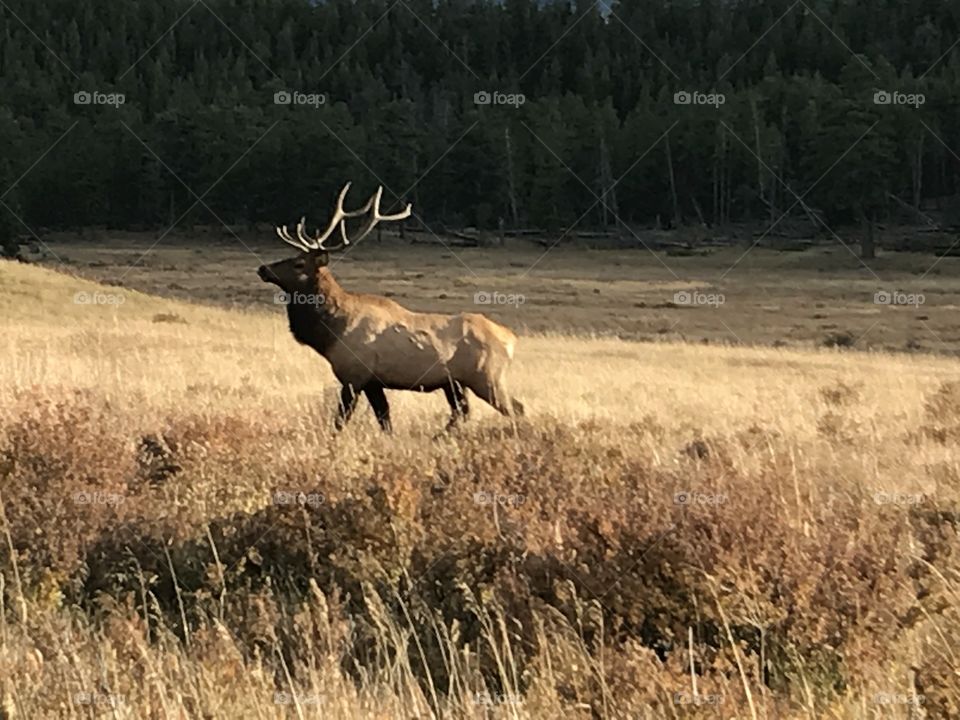 Rocky Mountain National Park - bull elk
