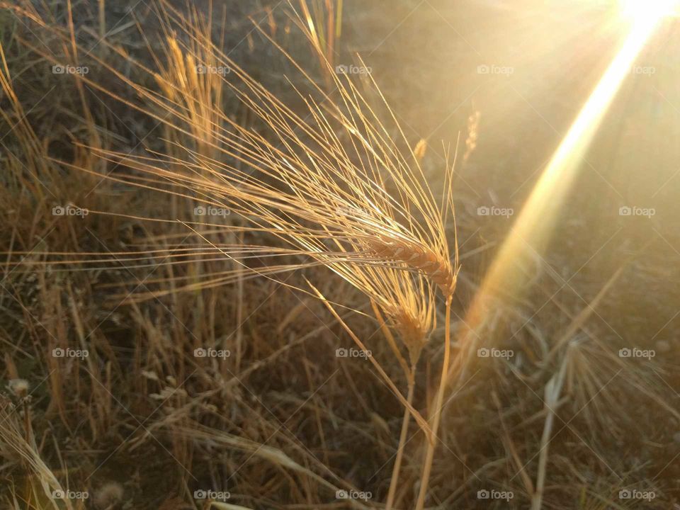 Golden Wheat in field