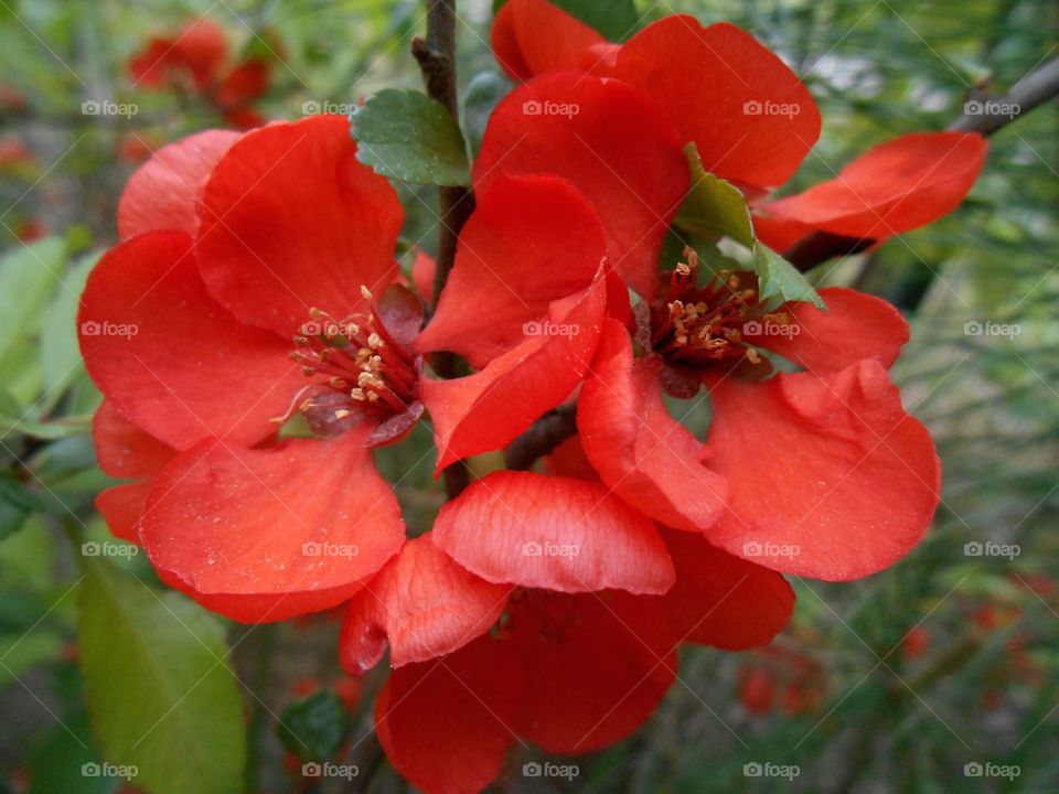 Flower, No Person, Nature, Leaf, Garden